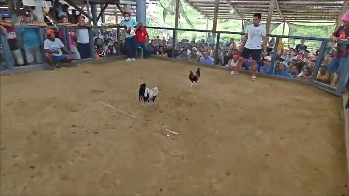 grabe talaga Ang line ni 7 time grey kahit dihado na mananalo pa