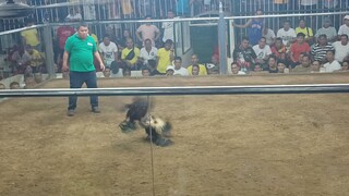 (matadero cockpit arena)lahat nasa kalaban na hehehe