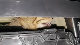 The mechanic encountered an outrageous fault. The customer said there was a meowing sound in the car
