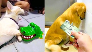 Funniest Cats and Dogs 🐱🐶 Best Funny Animal Videos (2021)
