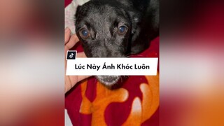 Trả lời  LÚC NÀY ÁNH RUNG & KHÓC LUÔN MỌI NGƯỜI ẠH 🥺 chó_cưng misu ngocanhstore 66đồngtháp