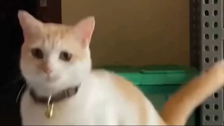 แมว(ขยาย)