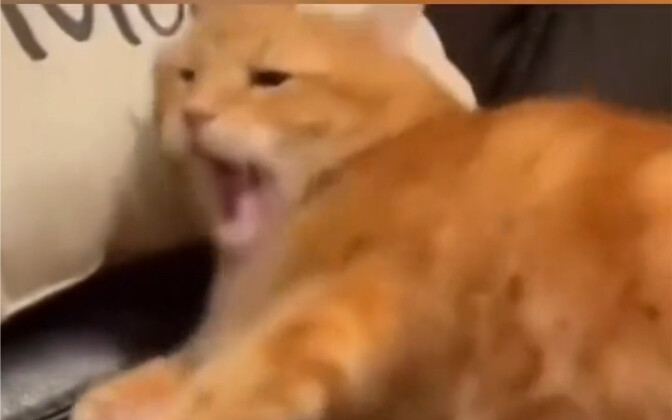 «اتضح أن هذه هي الطريقة الطبيعية لسلوك الهررة»