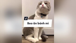 Đang ngủ mà bị dựng dậy bắt ăn bánh mì quay mukbang cat catoftiktok beothemeow ThanhDuet