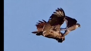The peregrine falcon attacks various flying birds, creating a scene reminiscent of fighter jet comba