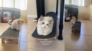 Kucing yang bisa main skateboard 🛹🐱