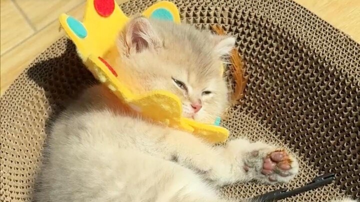 Apa yang harus dilakukan jika kucing kecil terkena kurap?