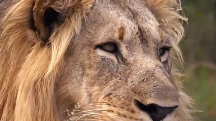 Why don’t lions attack people in safari tour buses? The lion says: “Try it and you’ll be history!”