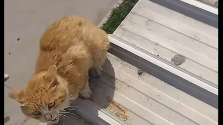 Rescued a Cat on the Rooftop—A Helping Foot Saves the Day!