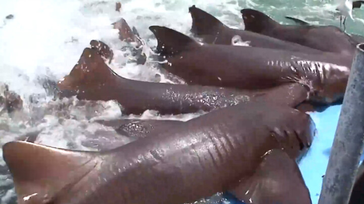 أسماك القرش تتصارع على الفريسة في مشهد يخرج عن السيطرة تدريجيًا