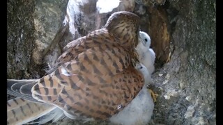 Hilarious footage of kestrel chicks misbehaving at bedtime!