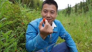 Huanong Brothers: Lobak sudah matang tahun ini. Petik beberapa dan cicipi. Lobaknya lezat.