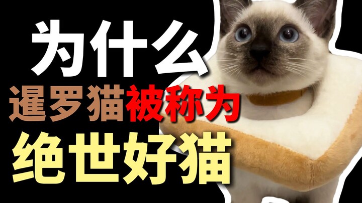 Why are Siamese cats called "the best cats in the world"?