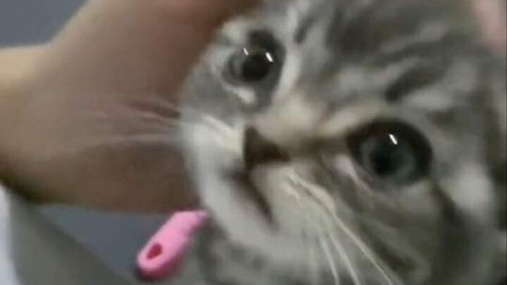 She’s simply the sweetest little kitten in the world!