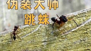 跳蛛可以完美模仿成蚂蚁，混进蚁群中随意捕捉蚂蚁为食