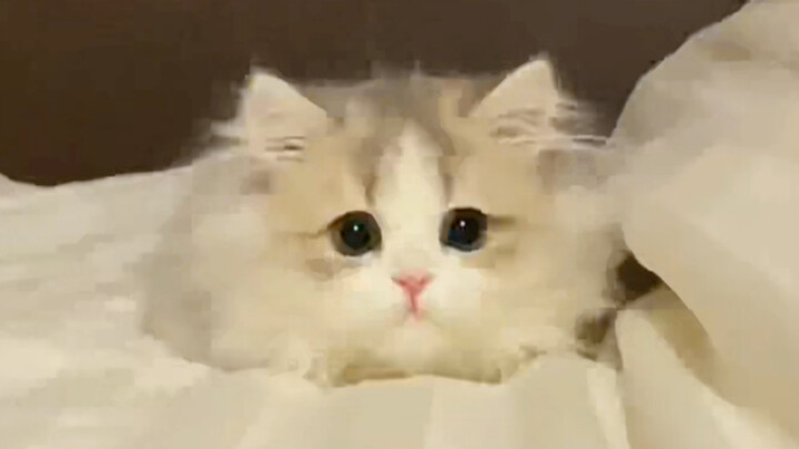 ساعدني في مراقبة القط، سأذهب لتناول وجبة.