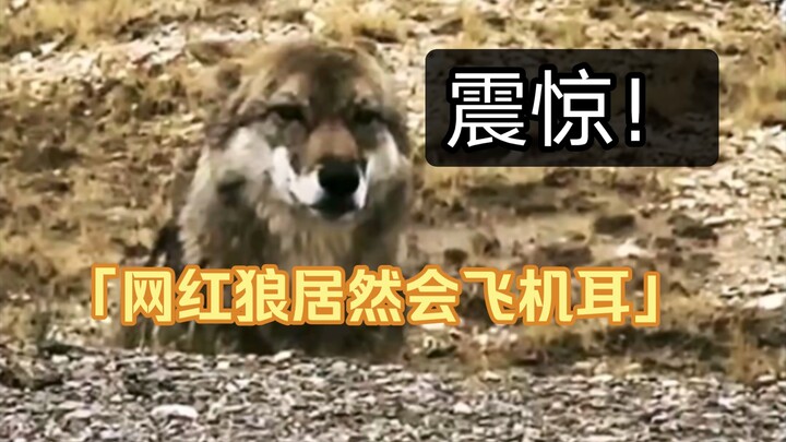 Internet-famous wolf: What’s so bad about being a dog?