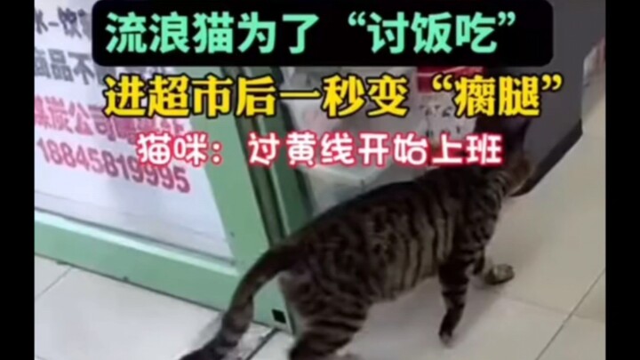 Life is tough; the kitten performs for tips 😂