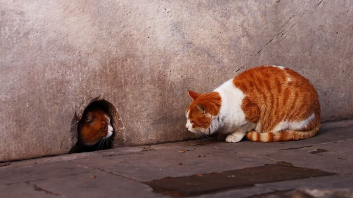 [Hewan]Konfrontasi antara dua kucing oranye di Istana Kaisar