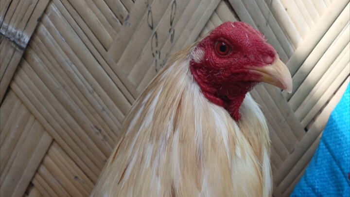 may first fight saking alaga