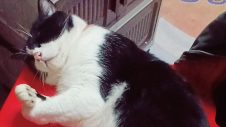 บัก มู่ทู่ มันหลับ 😽😽😽