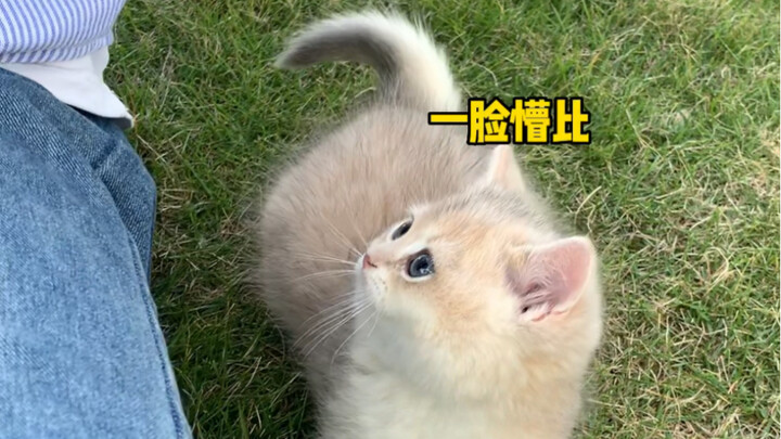 การพาแมวน้อยที่มีอาการ “เก่งเข้าสังคม” ไปเดินเล่นในสวนสาธารณะนั้นเป็นอย่างไรนะ