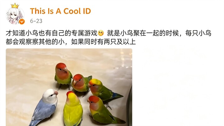 Only then did I realize that even little birds have their own exclusive game. When they gather toget
