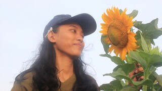 Keindahan Taman Bunga Matahari di Bantul