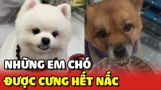 Những em Chó được cưng chiều hết nấc khiến ai cũng ghen tị 😍