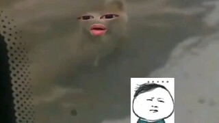 Apakah kamu makan kue minyak?