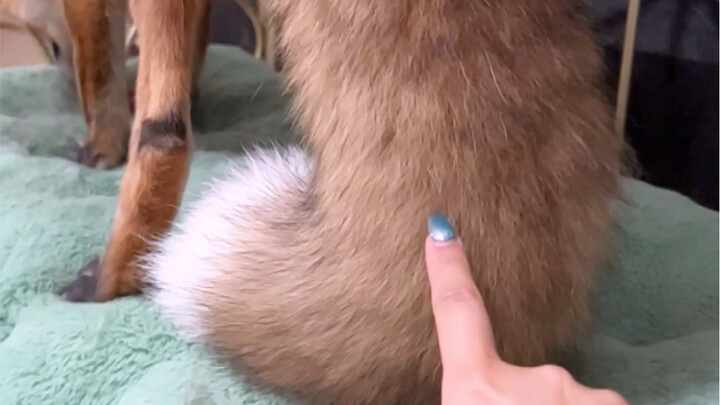 Wah, hari ini lagi-lagi ada video besar!