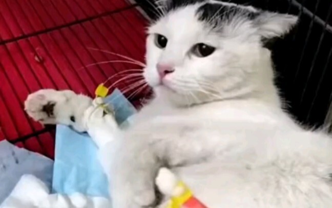 No matter how fierce the cat is, it will be conquered by the cat strips