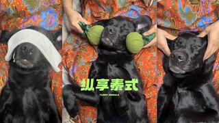 狗狗也无法拒绝泰式按摩呢