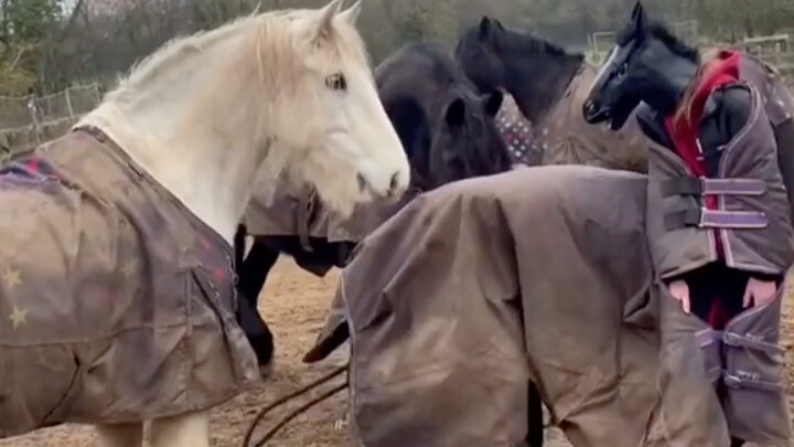 Disguised as a horse to blend into the herd