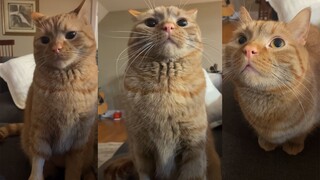 إذا لم أُعطِ الدجاج المشوي مرة أخرى، فسوف تغضب القطة.