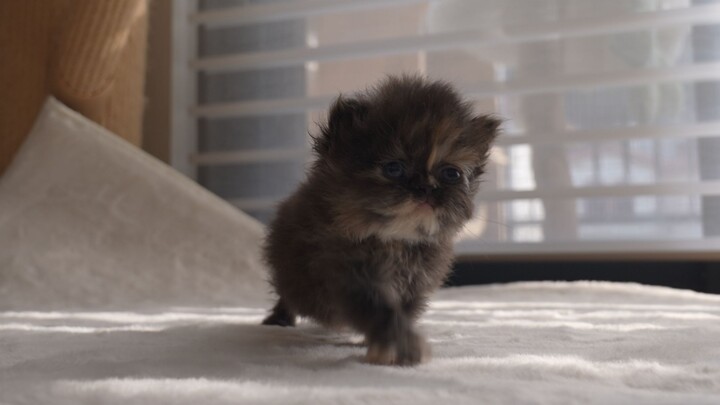 How can you call her a rag?!