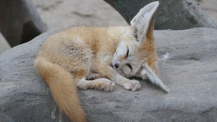 الثعلب الصغير يحكّ نفسه، أوه يا له من حكّ في أذنيه الكبيرتين! 【ثعلب الفوكس ذو الأذنين العريضتين】