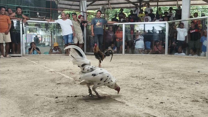 WW nakabawi din 1X WINNER pula, 5X WINNER na bulik bisaya line