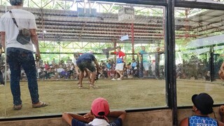 JoeGoodGreyXDangrey Win