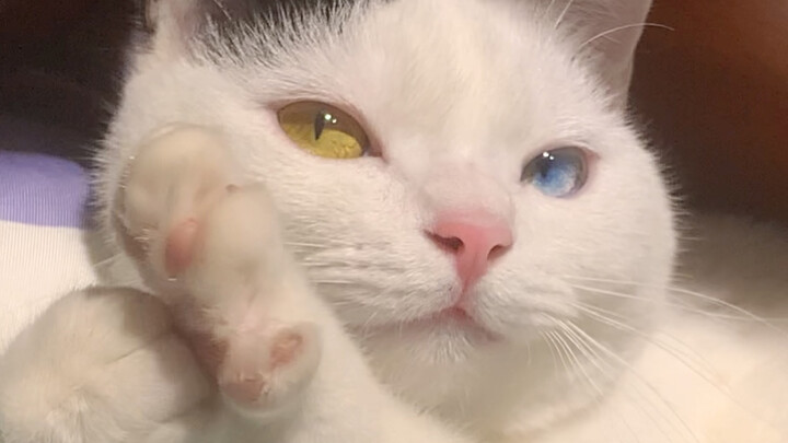 What worries could such a perfect kitten possibly have?