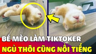 Phát hiện bé Mèo 'LÀM TIKTOKER' cực dễ thương, chỉ ngủ thôi cũng thành 'NGƯỜI NỔI TIẾNG' 😍 Gâu Đần