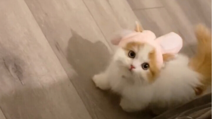 Whose little bunny is this? Way too much sugar!