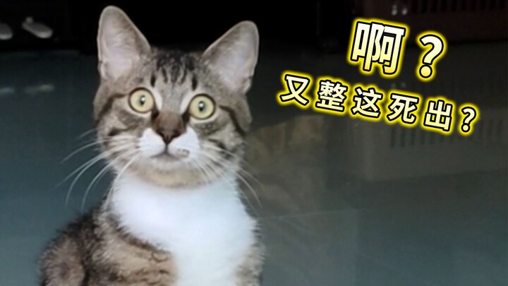 When I try to sing Stranded to Cat