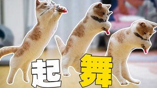 闻鸡起舞？猫：这一刻我终于证明了我是猫