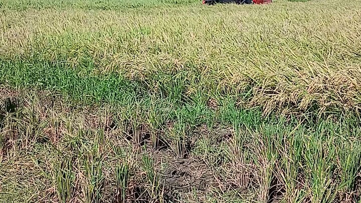 reper sa sta clara quezon nueva ecija casanova school near