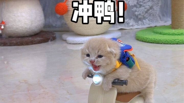 Ternyata anak kucing juga takut disebut gemuk.