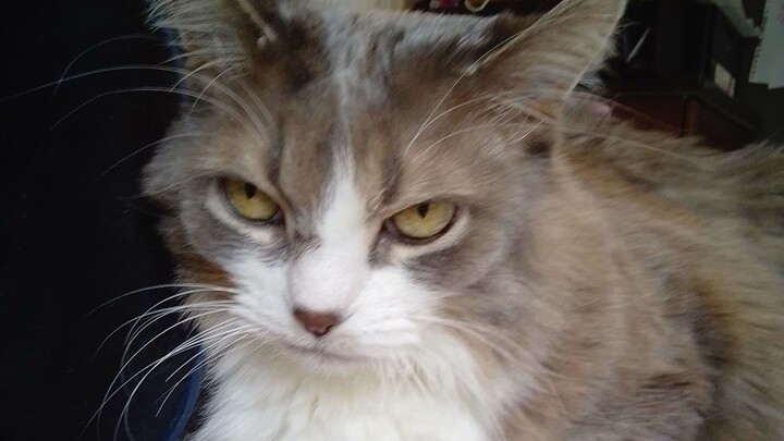 Little Lady Luck Laser Pointer on the case