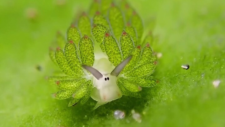 “Shaun Si Domba” di Lautan