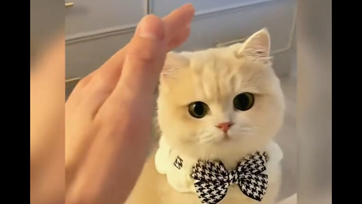 The world is strange, cats are cute~