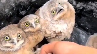 Every little owl wants to be pinched